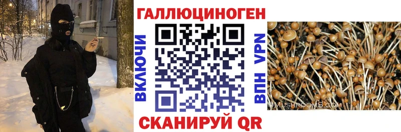 Галлюциногенные грибы мицелий хочу наркоту даркнет формула Тверь